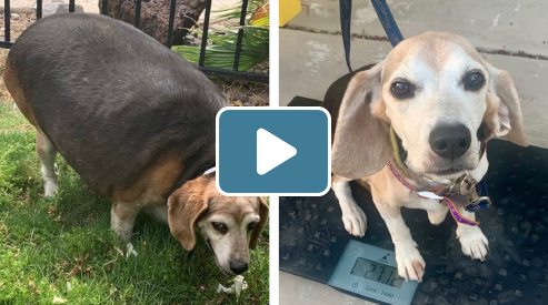 Wolfgang the beagle, before and after of his 29 lb weight loss